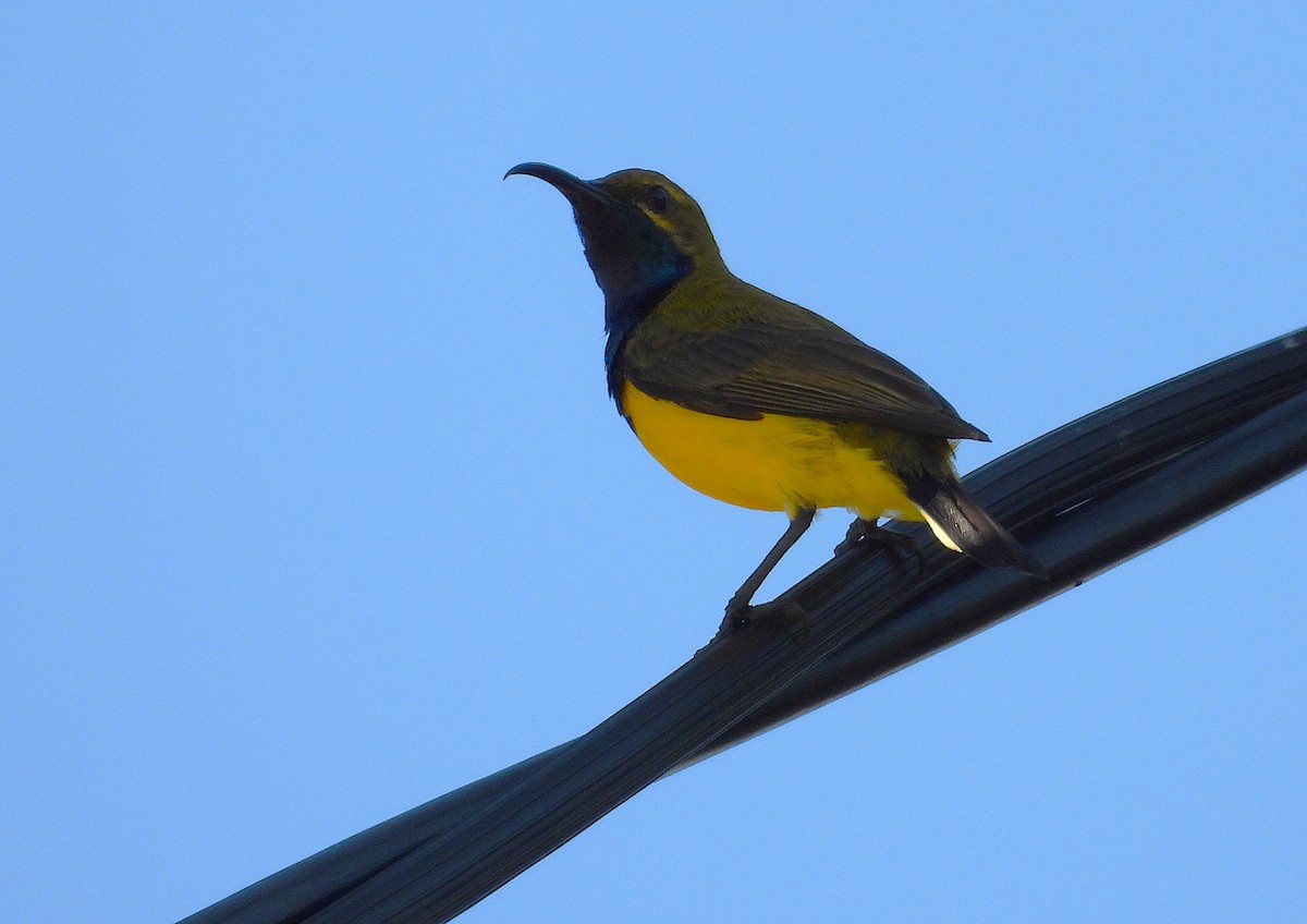 Sahul Sunbird - ML644165896