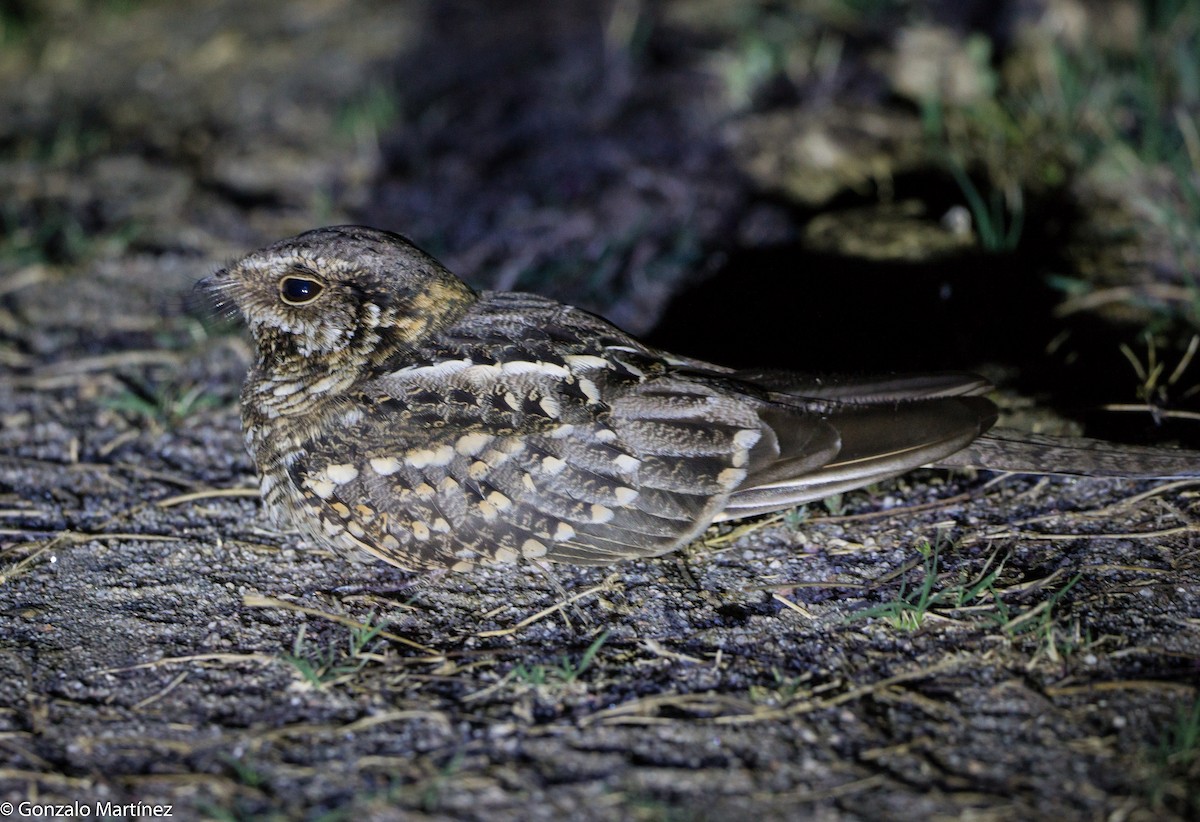 Scissor-tailed Nightjar - ML644165898