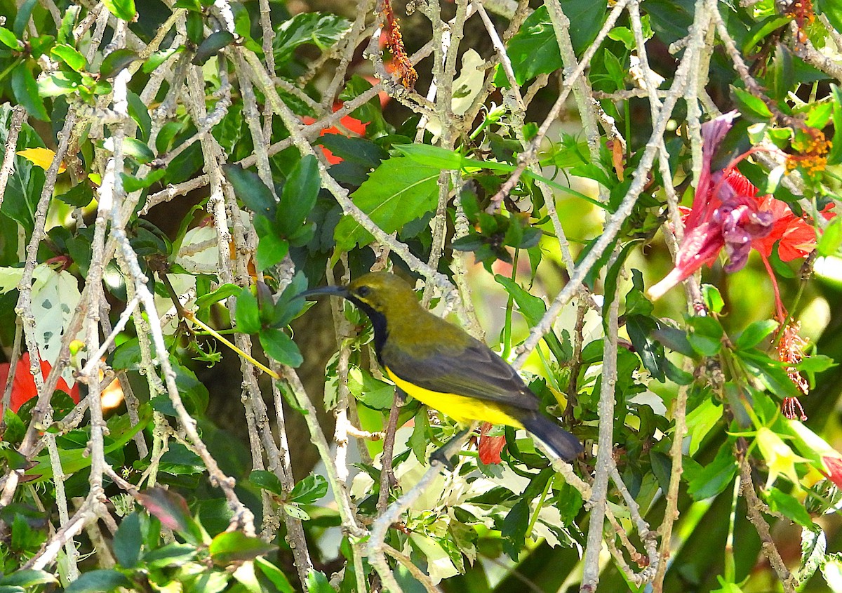 Sahul Sunbird - ML644165904