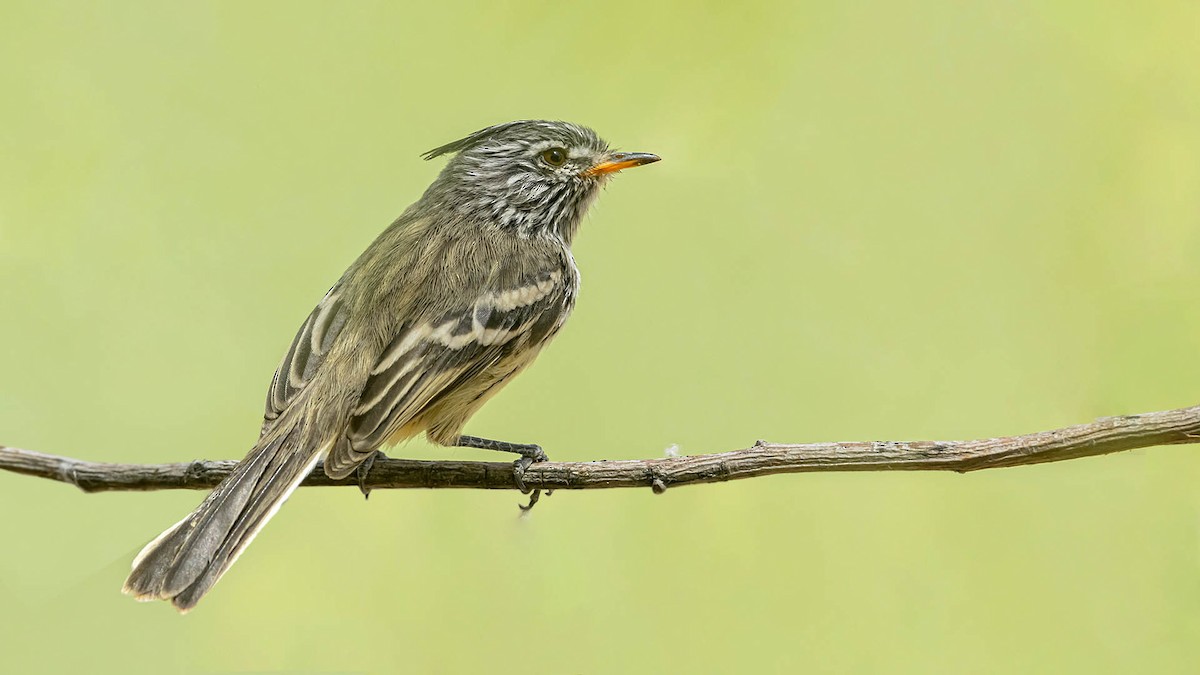 Yellow-billed Tit-Tyrant - ML644165905