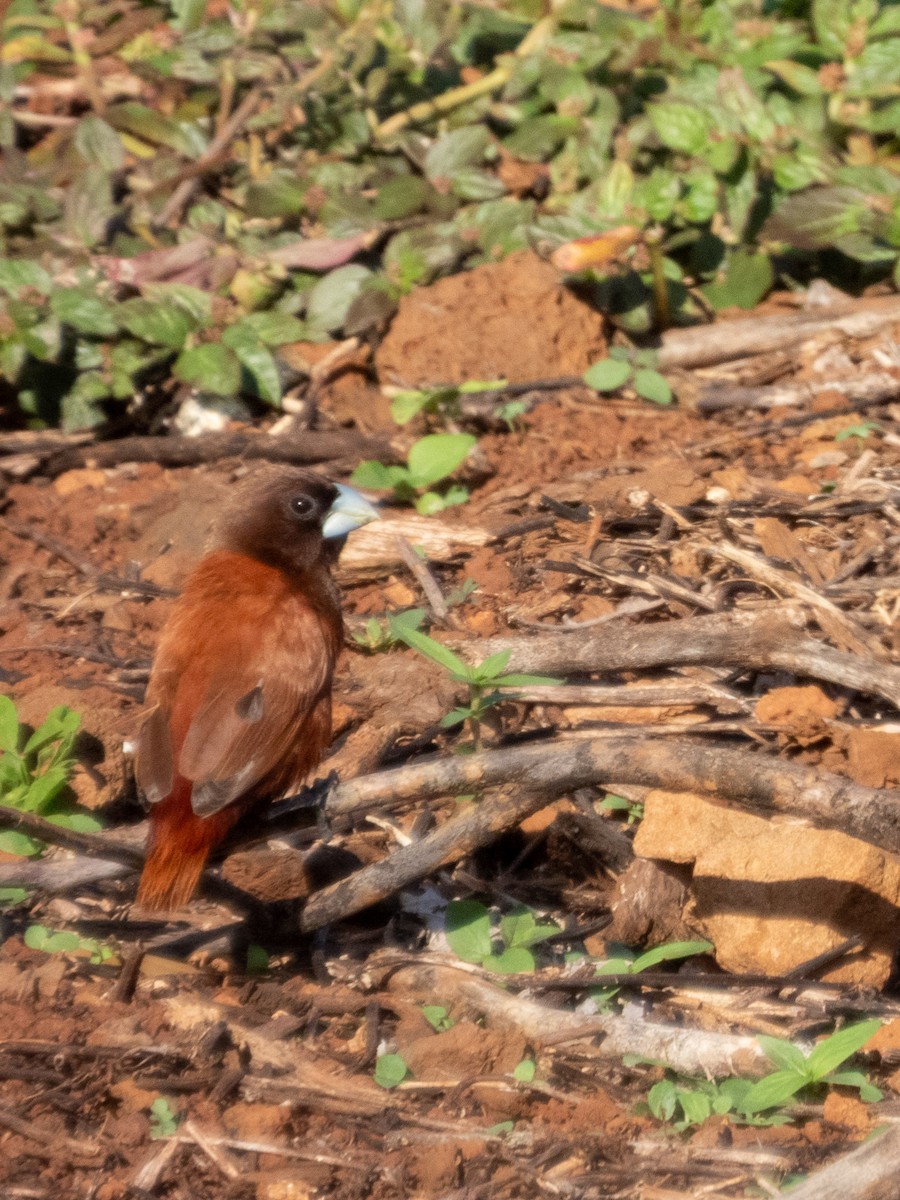 Chestnut Munia - ML644165909