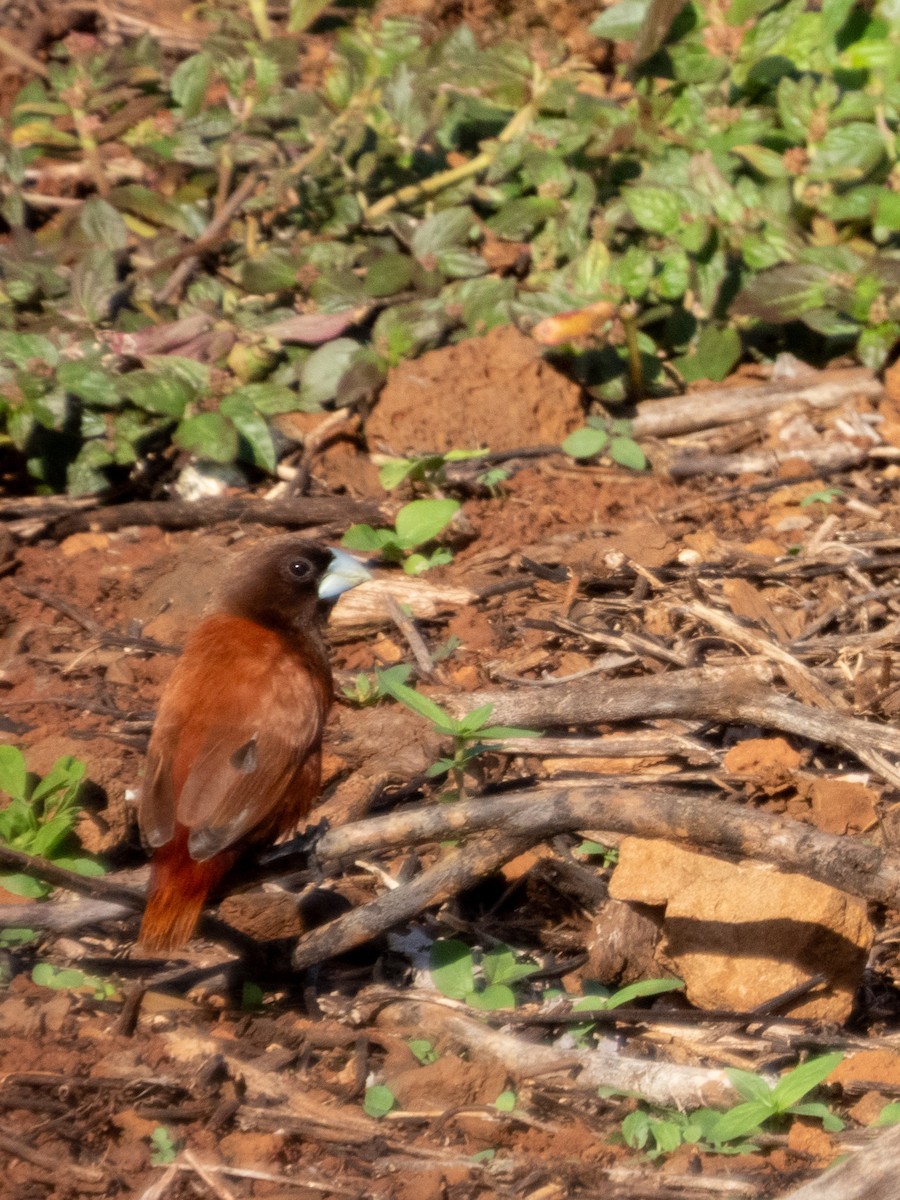 Chestnut Munia - ML644165910