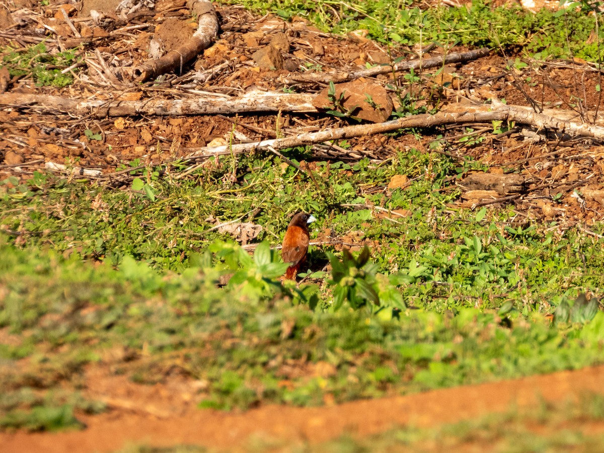 Chestnut Munia - ML644165911