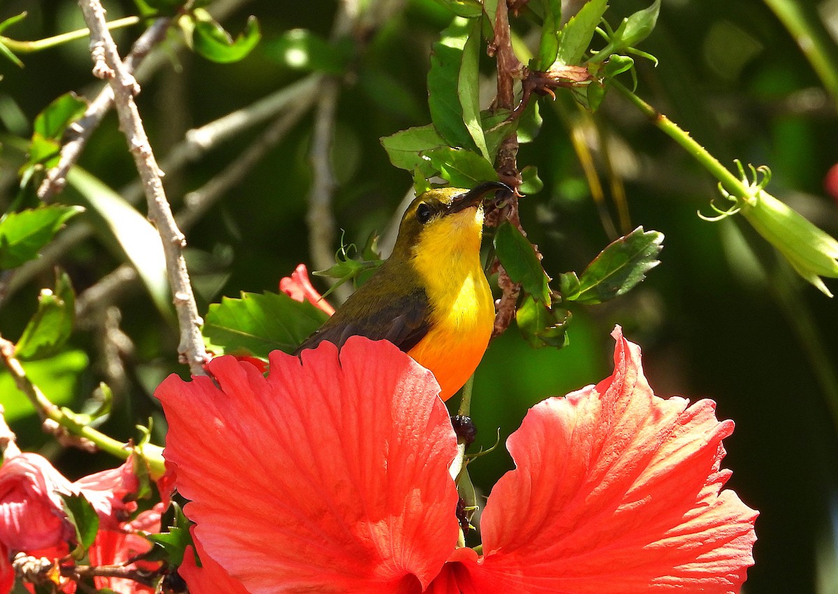 Sahul Sunbird - ML644165925