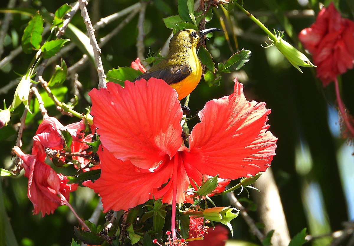 Sahul Sunbird - ML644165930