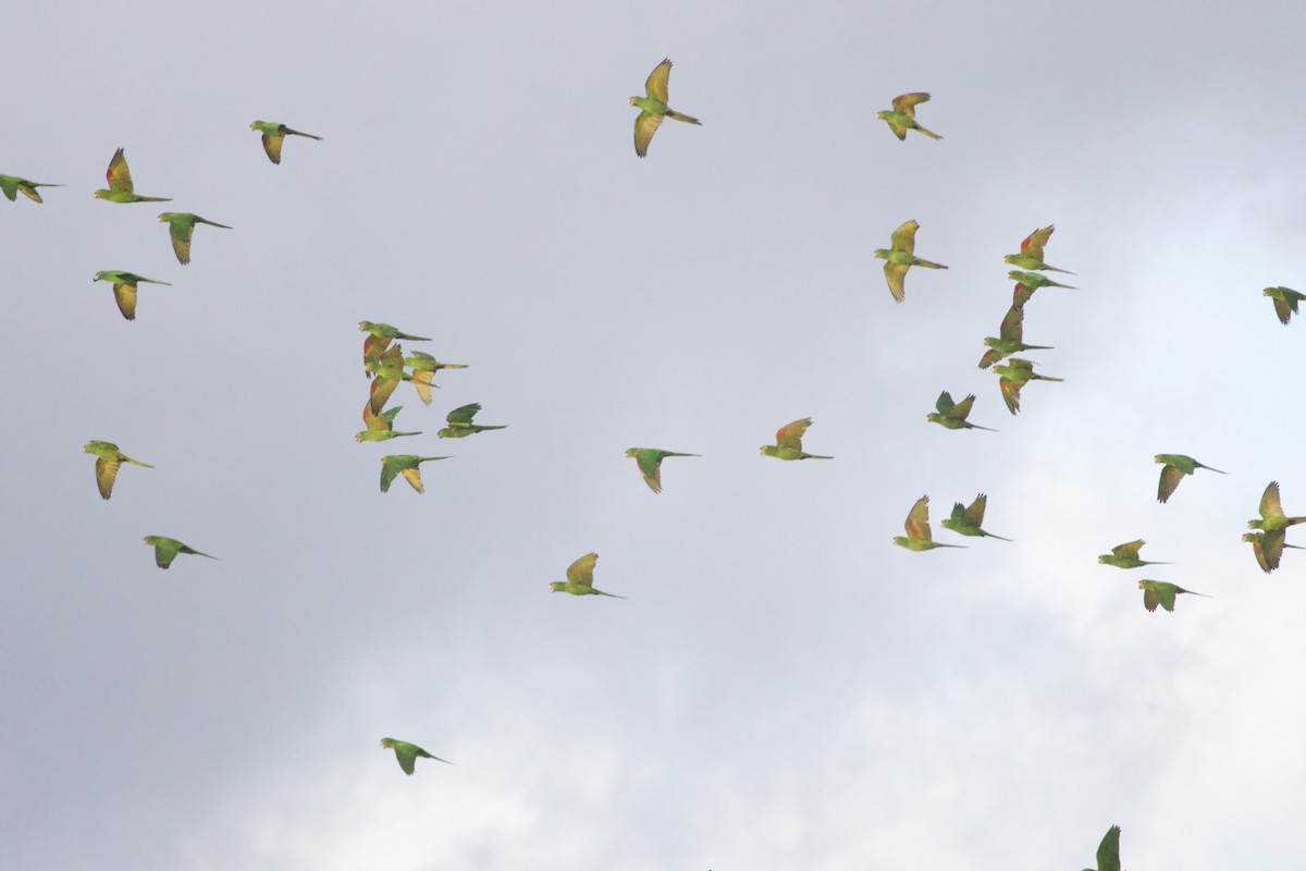 Sittich, unbestimmt - ML644165953