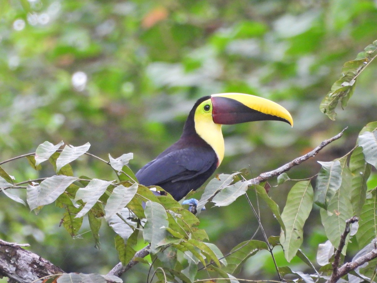 Тукан жовтошиїй - ML644165954