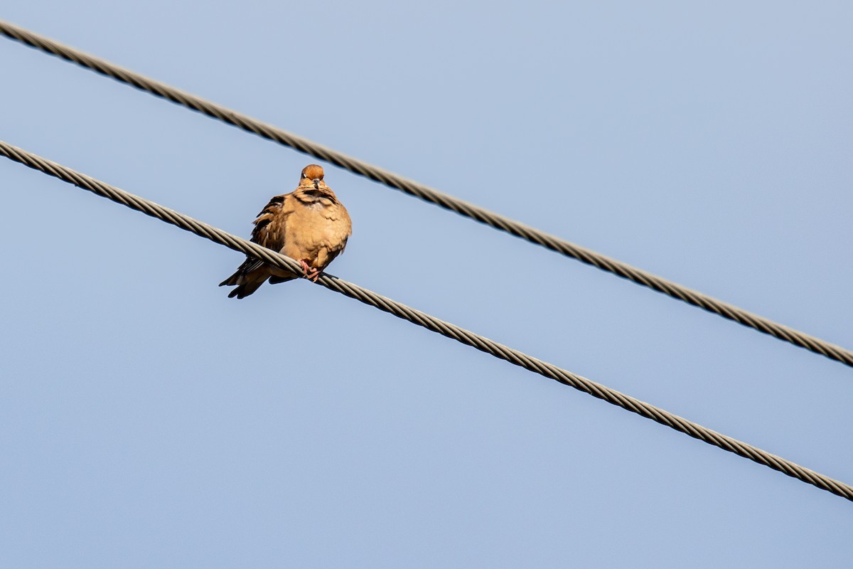 Tourterelle triste - ML644165963