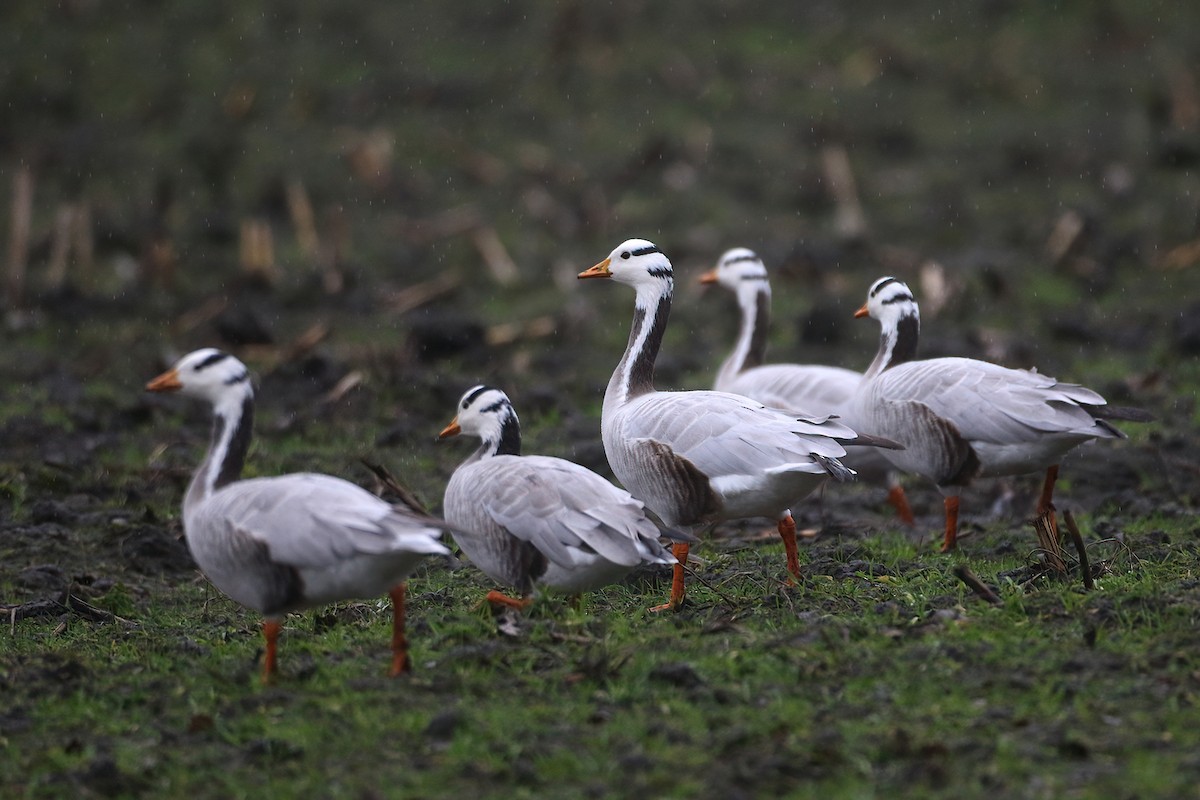 Хээрийн галуу - ML644165985