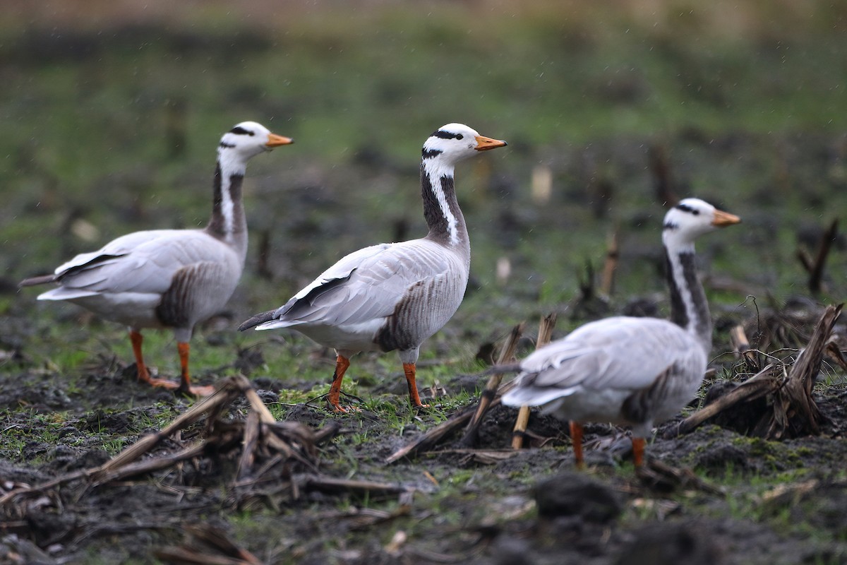 Хээрийн галуу - ML644165986