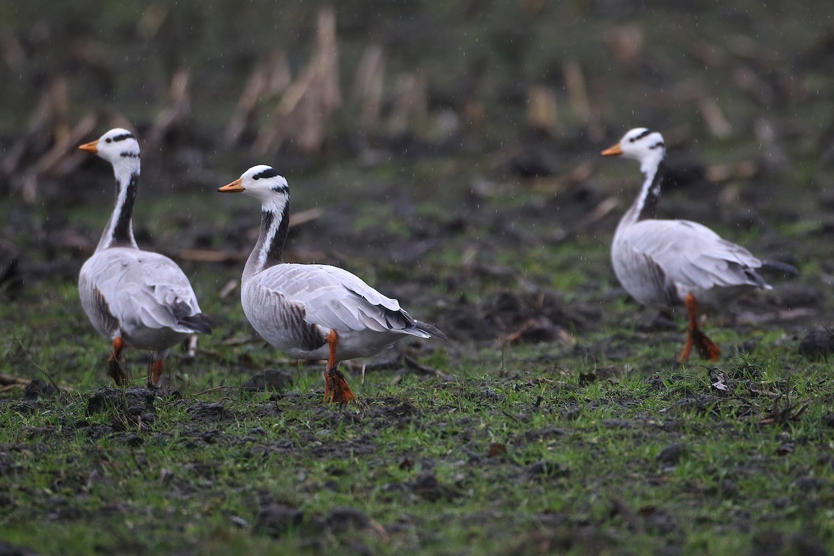 Хээрийн галуу - ML644165987