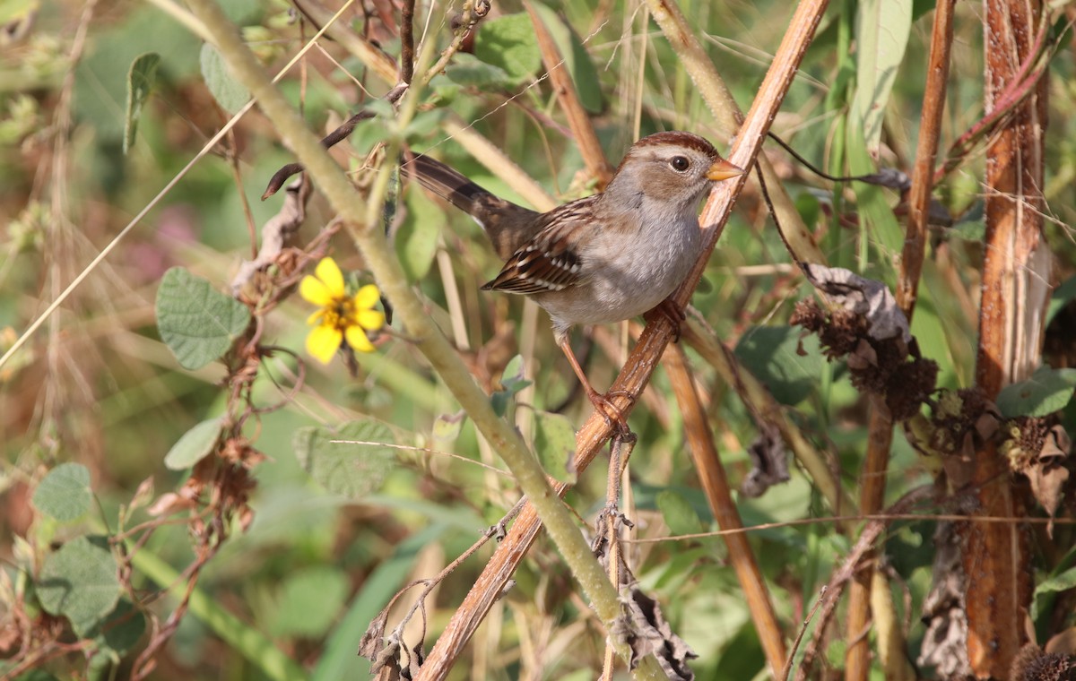 White-crowned Sparrow - ML644165988