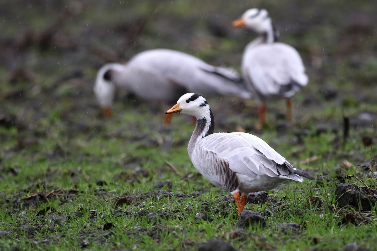 Хээрийн галуу - ML644165989