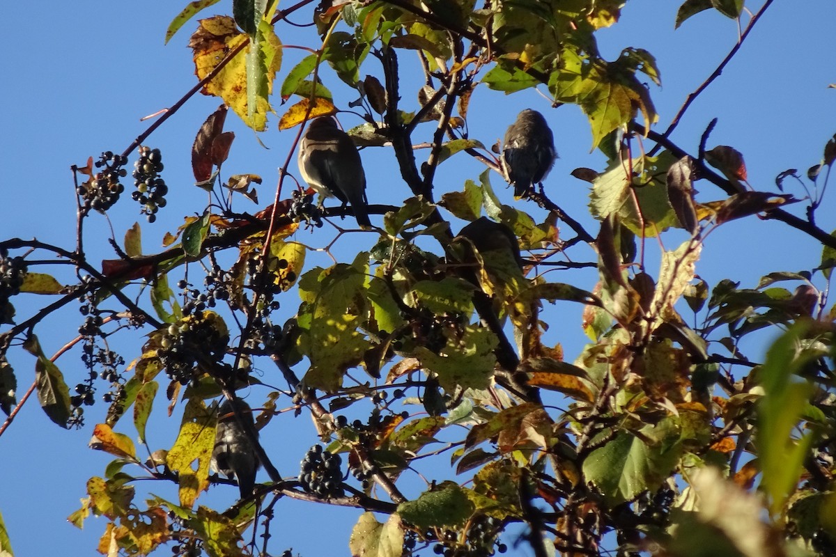 Cedar Waxwing - ML644165998