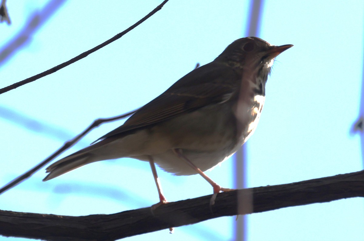 Hermit Thrush (faxoni/crymophilus) - ML644165999