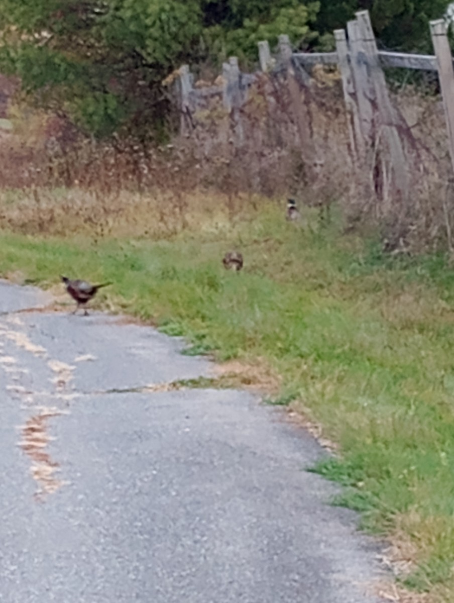 Ring-necked Pheasant - ML644166001