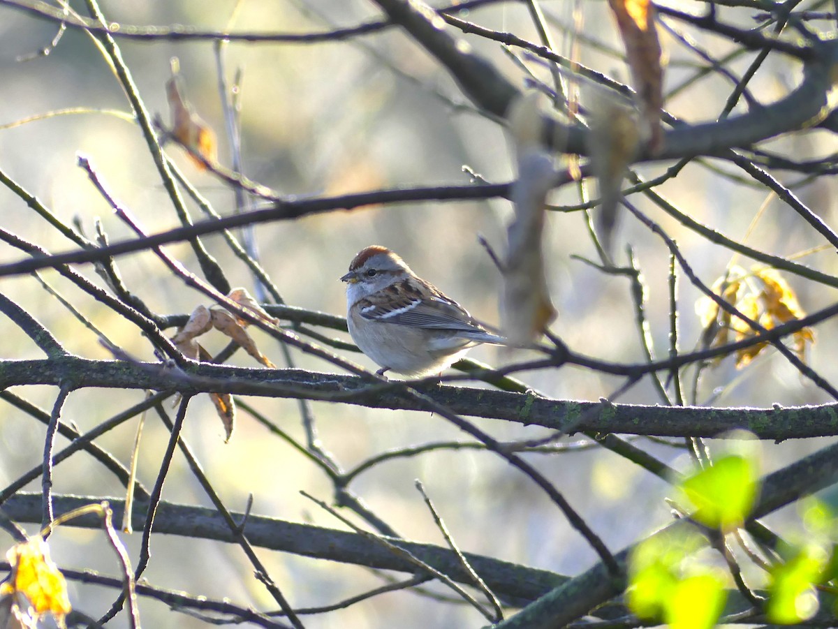 American Tree Sparrow - ML644166003