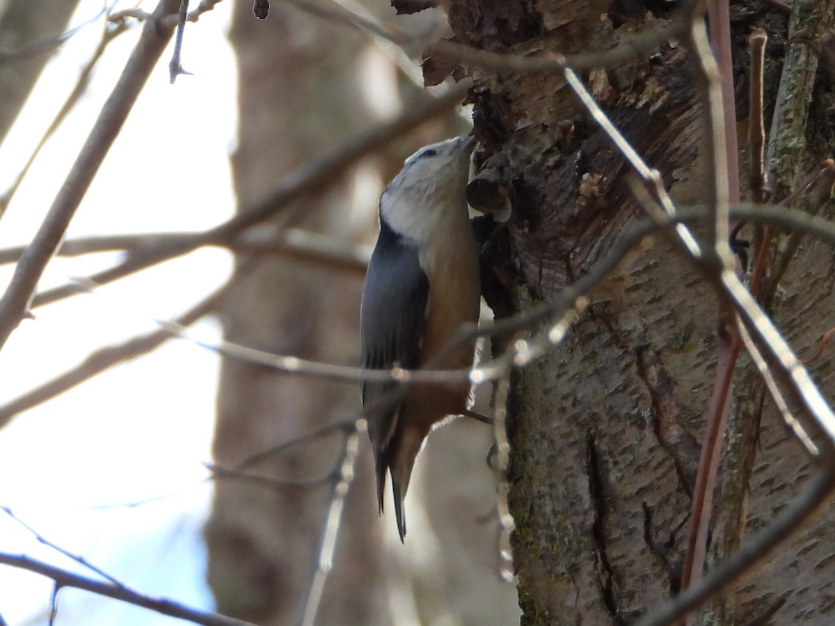 White-breasted Nuthatch - ML644166028