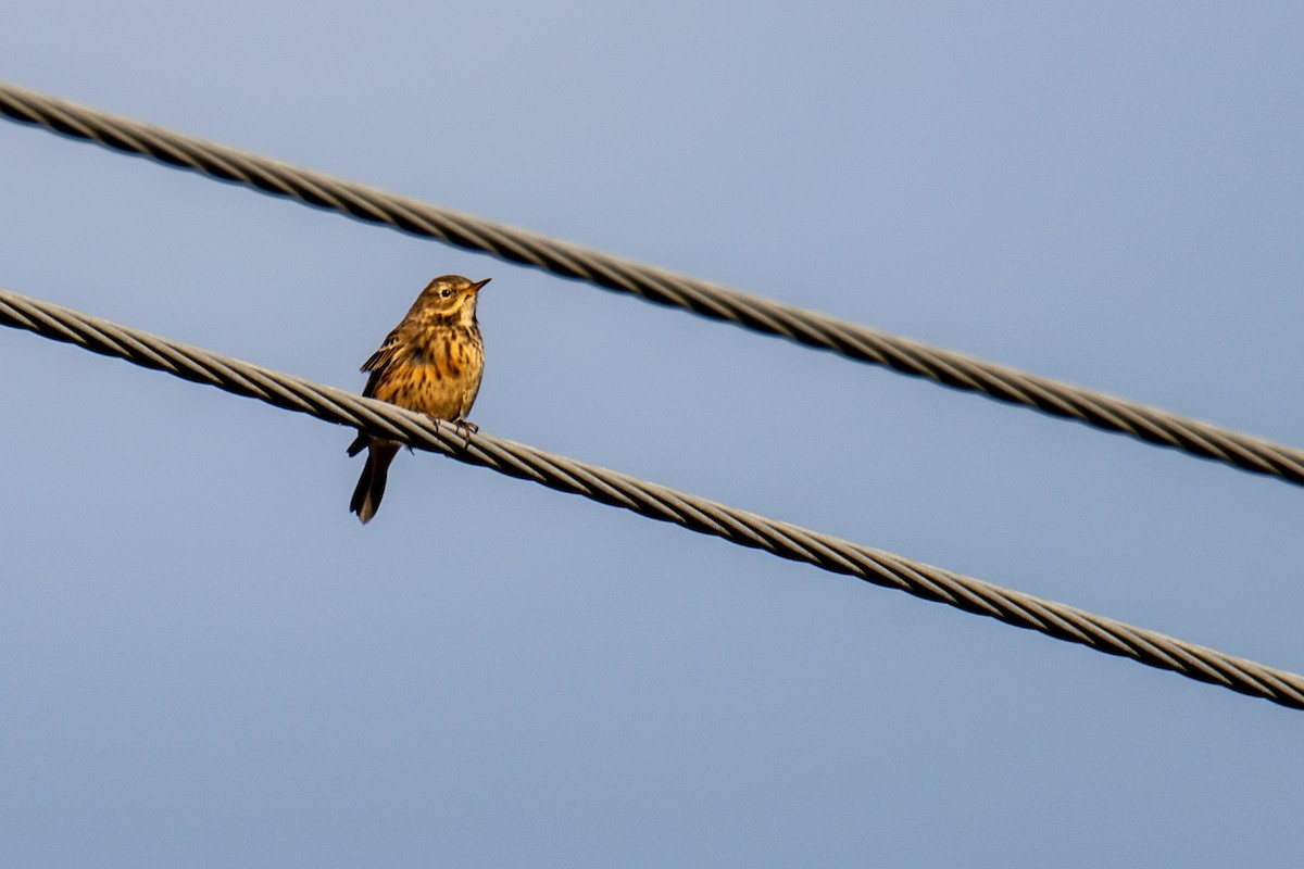 Pipit d'Amérique - ML644166052