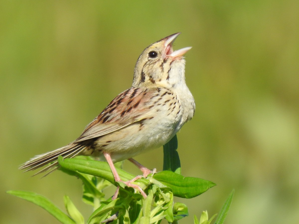 Henslow's Sparrow - ML644166067