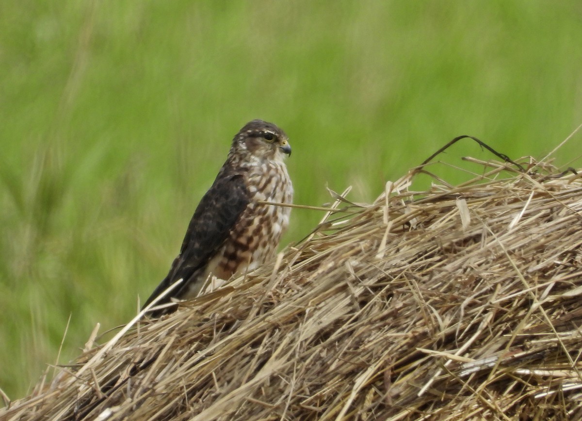 Merlin - ML644166074