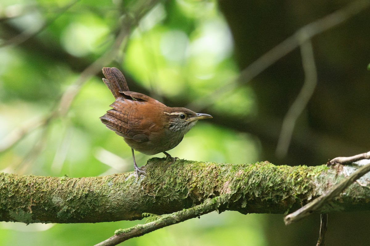 Rufous-and-white Wren - ML644166087