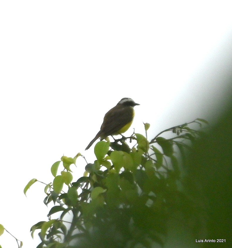 Rusty-margined Flycatcher - ML644166088