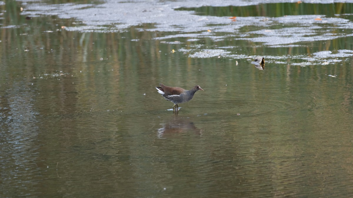 Common Gallinule - ML644166097