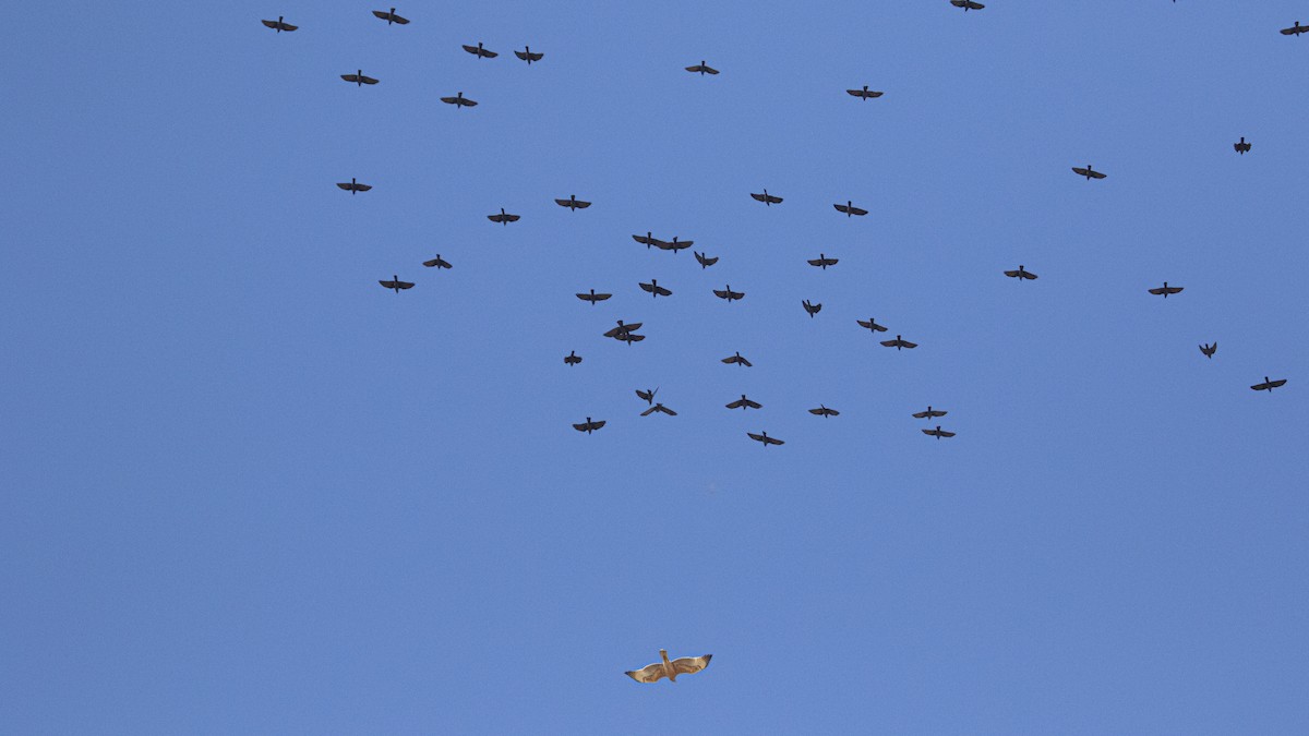 ベニハシガラス - ML644166099