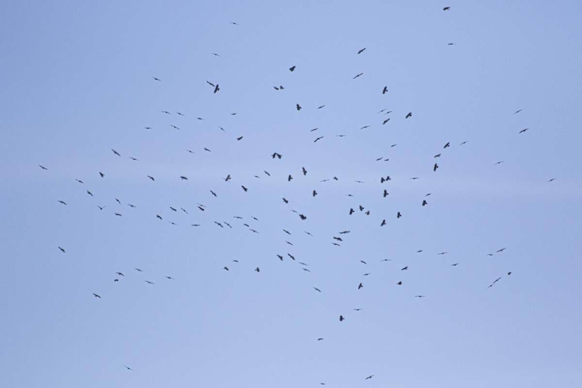 ベニハシガラス - ML644166108