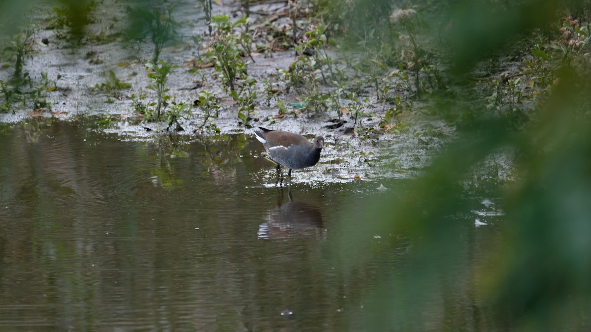 Common Gallinule - ML644166111