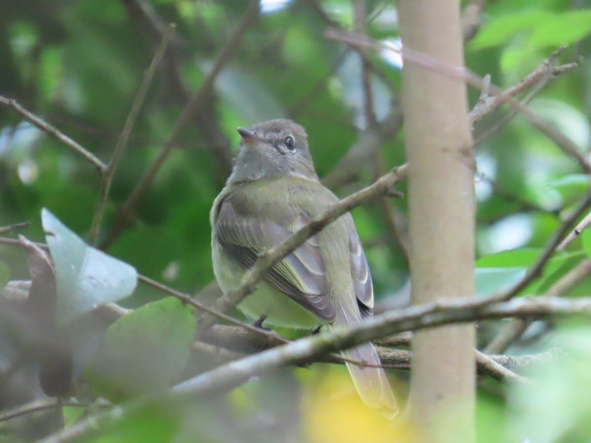 Greenish Elaenia - ML644166121