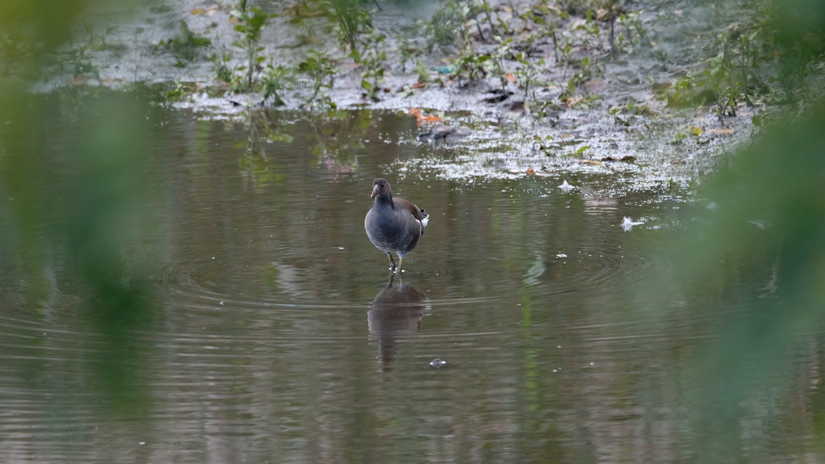 Common Gallinule - ML644166127