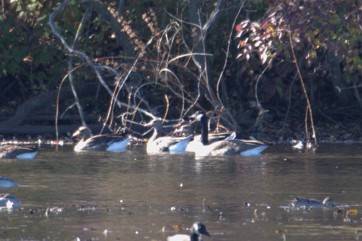 Blässgans - ML644166128