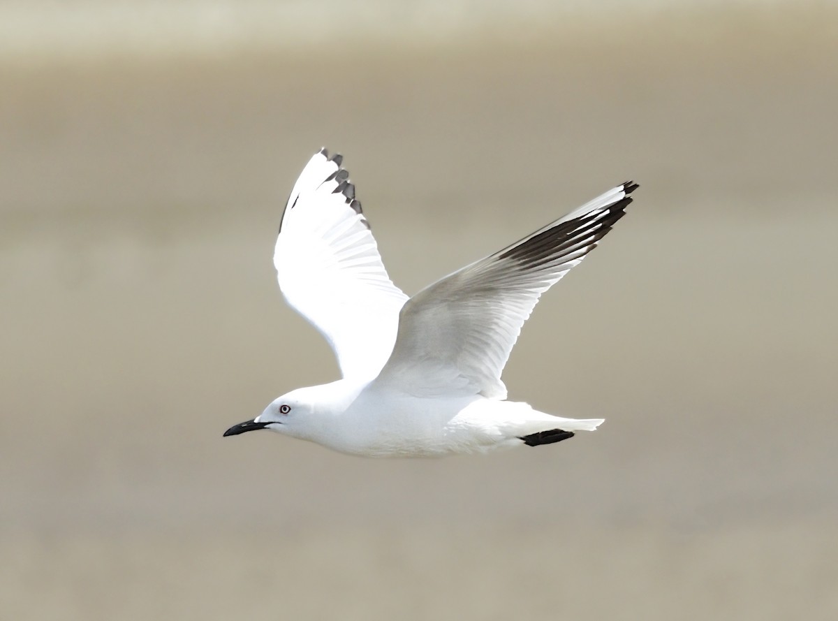 Маорийская чайка - ML644166129