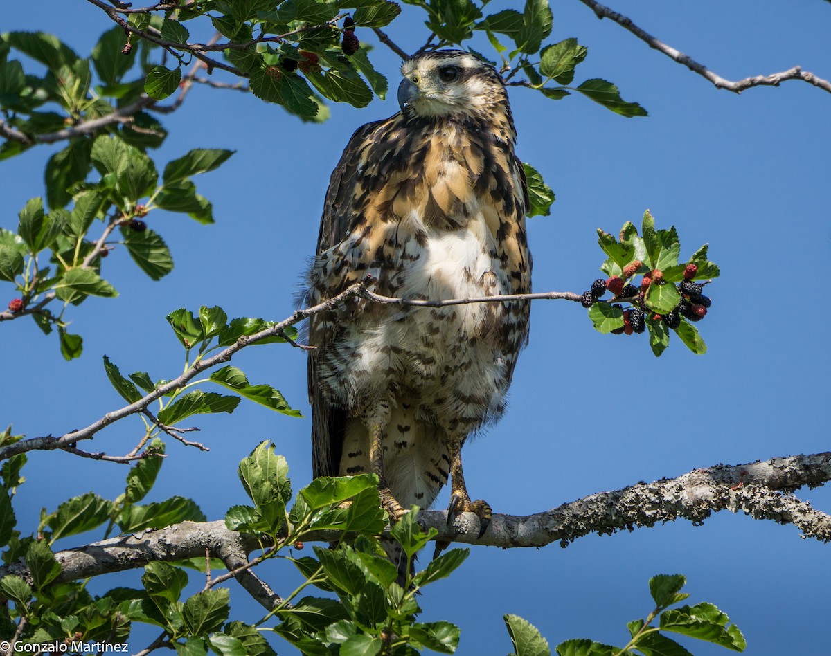 Great Black Hawk - ML644166141