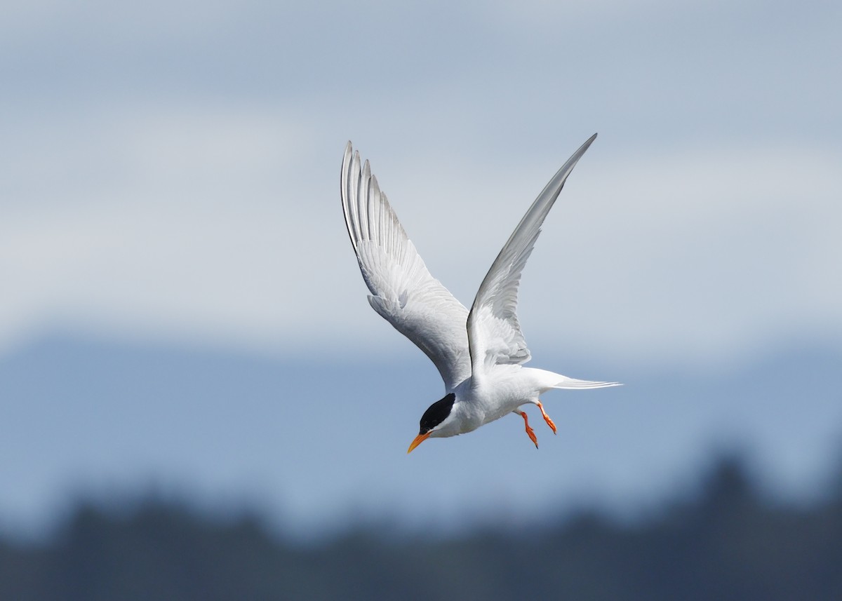 Black-fronted Tern - ML644166147