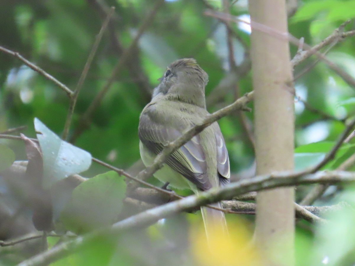 Greenish Elaenia - ML644166150