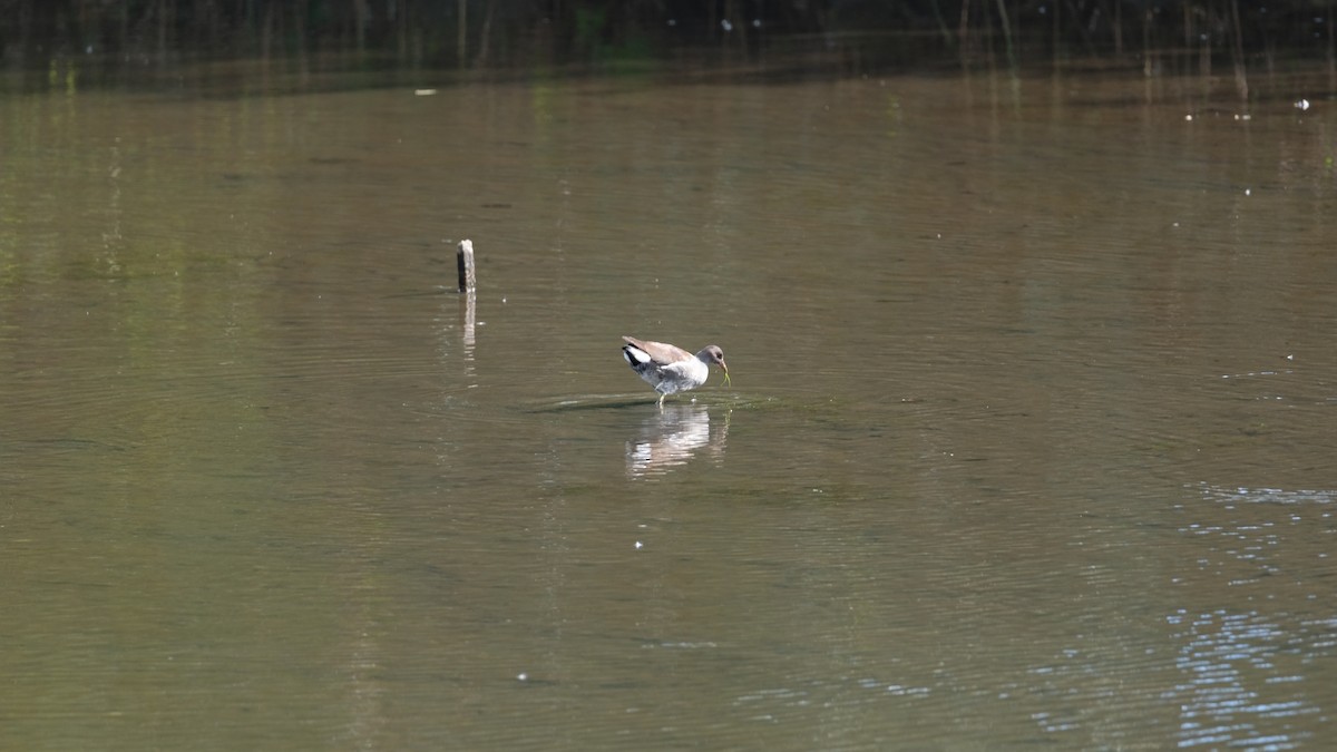Common Gallinule - ML644166151