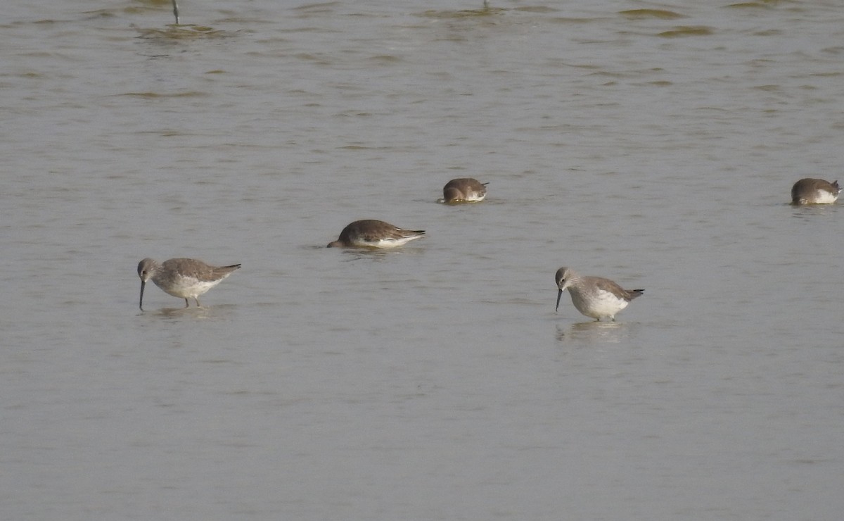 Stilt Sandpiper - ML644166154