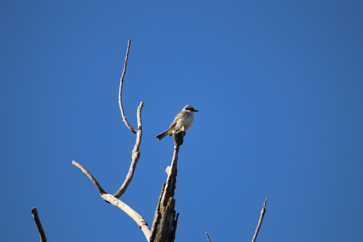 Graukönigstyrann - ML644166155