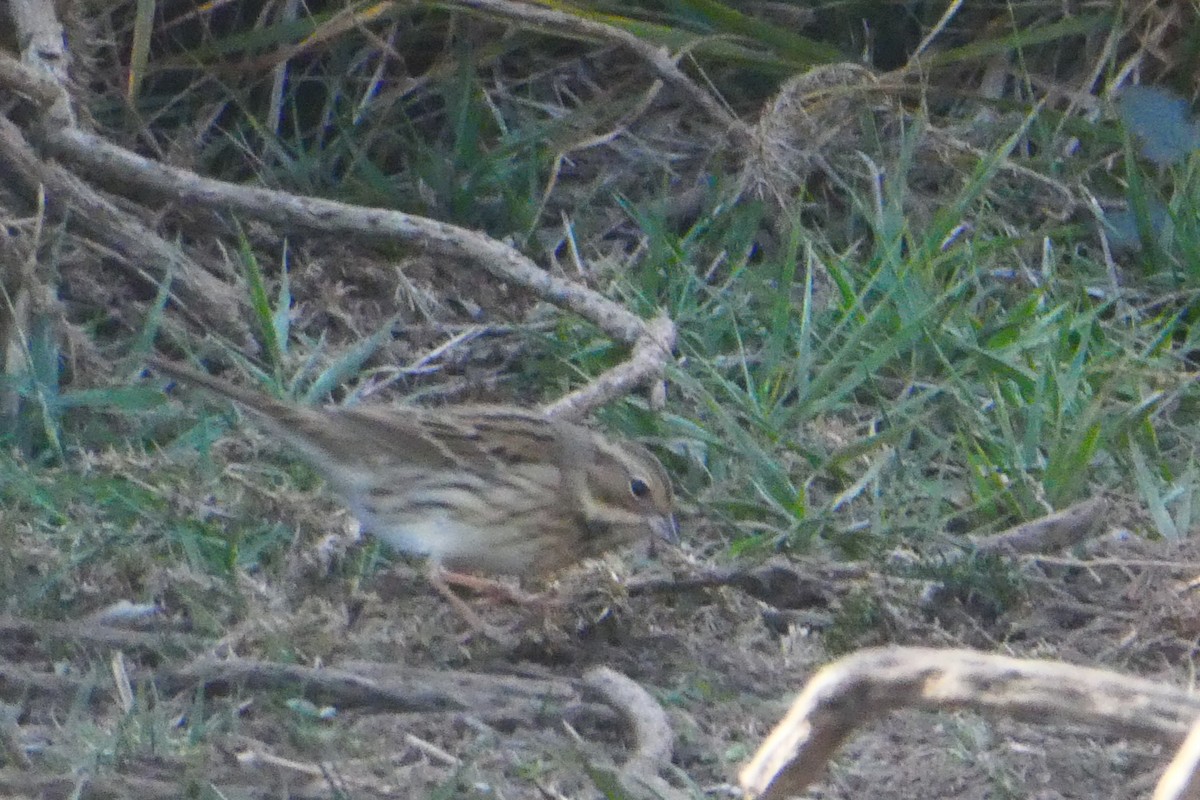 Black-faced Bunting - ML644166169