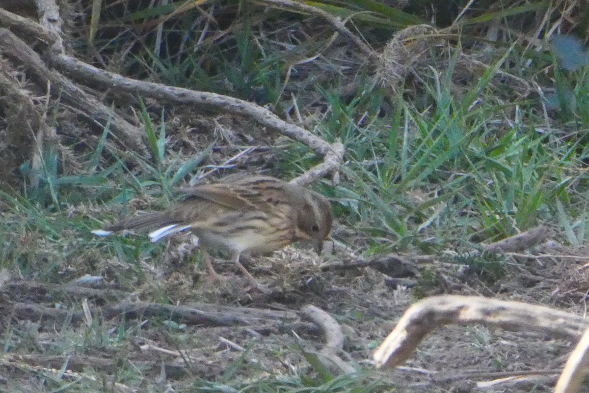 Black-faced Bunting - ML644166170