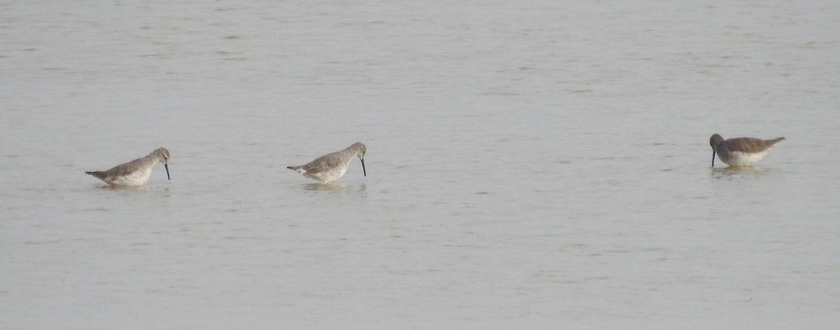 Stilt Sandpiper - ML644166173
