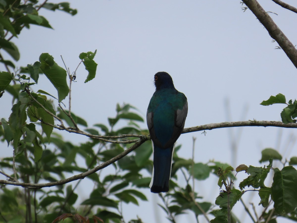 Surucua Trogon - ML644166179