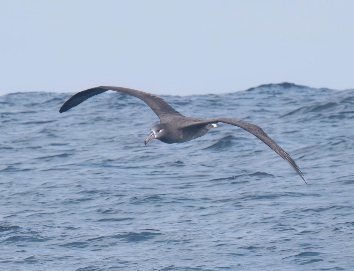 Black-footed Albatross - ML644166182