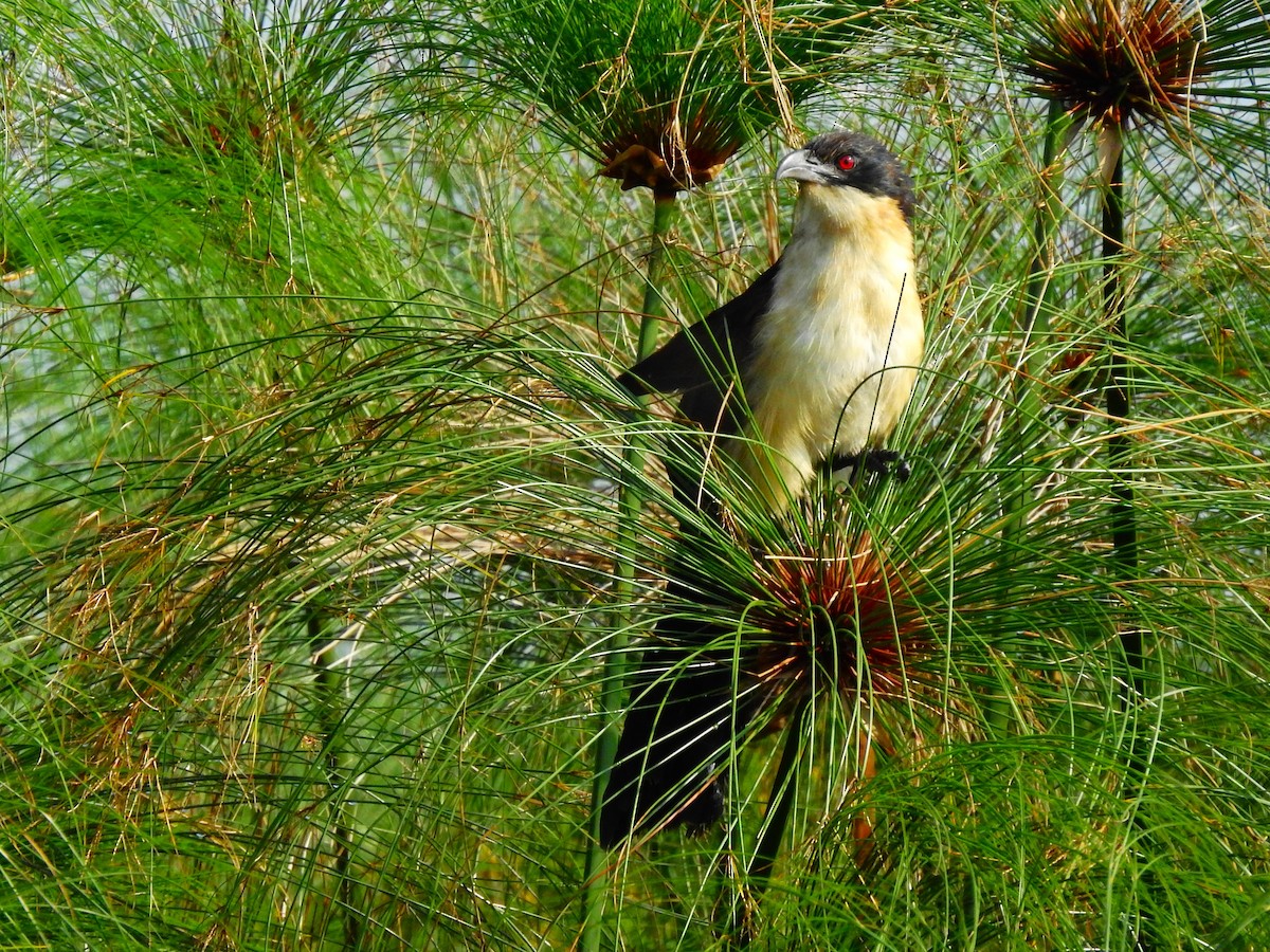 Blue-headed Coucal - ML644166186