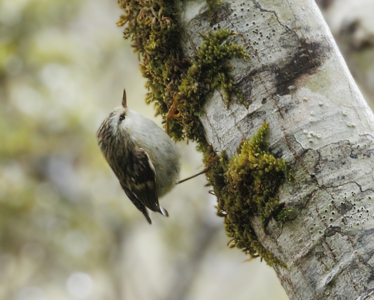 Зелёный стрелок - ML644166194