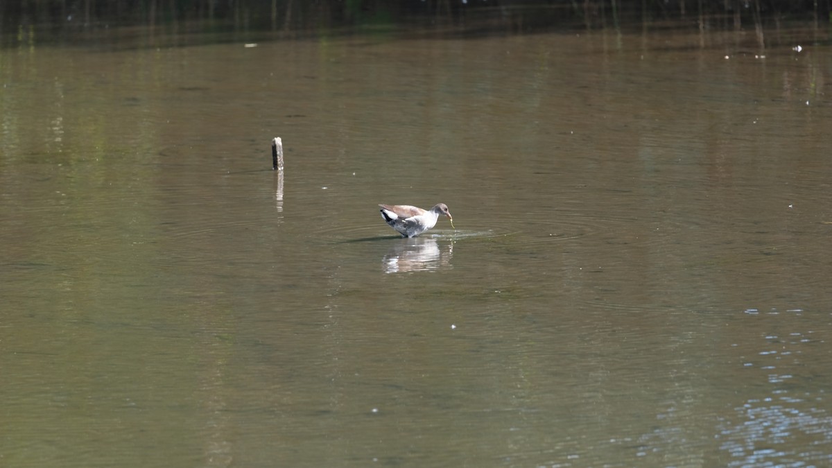 Common Gallinule - ML644166195