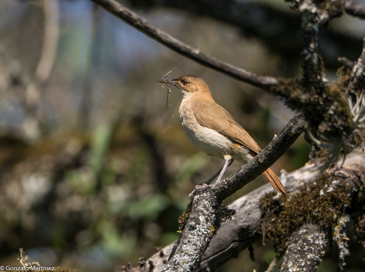 Rufous Hornero - ML644166201